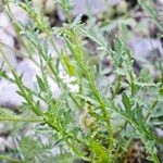 Caucalis platycarpos Likasa