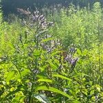 Verbena hastataFlower