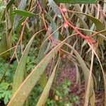 Hakea laurina Φύλλο