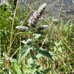 Mentha longifolia Kvet