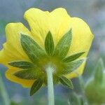 Potentilla grandiflora 花