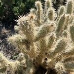 Cylindropuntia acanthocarpa Levél