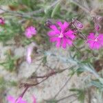 Silene scabriflora Flower