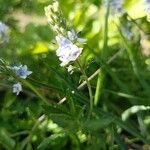 Veronica prostrata Flower