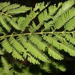 Vachellia collinsii Yaprak