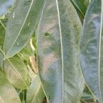Castanospermum australe Лист