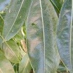 Castanospermum australe Leaf