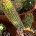 Echinopsis huascha Hoja
