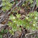 Androsace maxima Flower