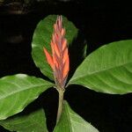 Aphelandra aurantiaca Çiçek