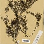 Erica humbertii Otro