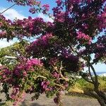 Bougainvillea spectabilis عادت