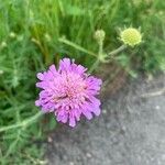 Knautia arvensisFleur