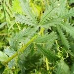 Potentilla gracilis Foglia