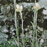 Antennaria dioica Elinympäristö