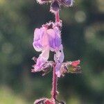 Orthosiphon rubicundus Flower