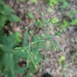 Symphyotrichum laeve Цвят
