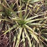 Deuterocohnia longipetala Hoja