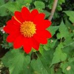 Tithonia rotundifoliaFlower