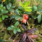 Arctostaphylos uva-ursi Hoja