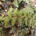 Asplenium foreziense Flors