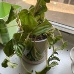 Peperomia albovittata 葉