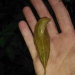Alchorneopsis floribunda Leht