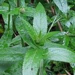 Stachys palustris Blad