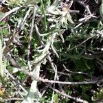 Helichrysum stoechas Blatt