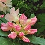 Rhododendron yakushimanum Flower