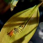 Lepanthes fimbriata Flower