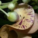 Cochliasanthus caracalla Blüte