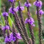 Verbena hastata Květ