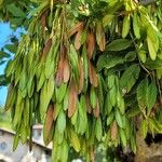 Fraxinus excelsiorLeaf