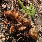 Polystichum braunii Habit