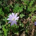 Anemone apennina ফুল