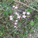 Centaurium pulchellum Flower