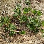 Lupinus polyphyllus Plante entière