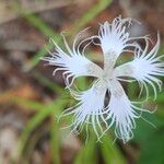 Dianthus monspessulanus Blüte