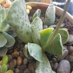 Adromischus cooperi Blad