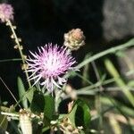 Centaurea alba 花