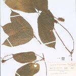 Gurania bignoniacea List