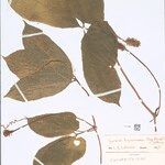 Gurania bignoniacea পাতা