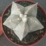 Astrophytum myriostigmaFolha