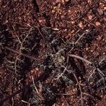 Lomatium nevadense Alkat (teljes növény)