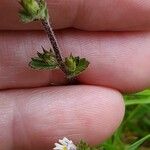 Euphrasia stricta Foglia