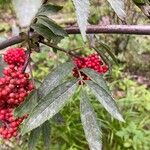 Sambucus racemosa Blatt