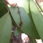 Soulamea trifoliata Leaf