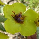 Verbascum boerhavii Flower