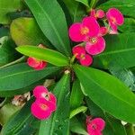 Euphorbia lophogona 花